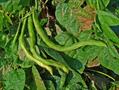 Phasaeolus vulgaris